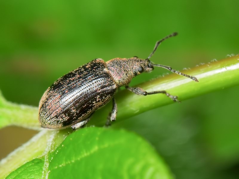 Phyllobius pyri (Linnaeus, 1758)